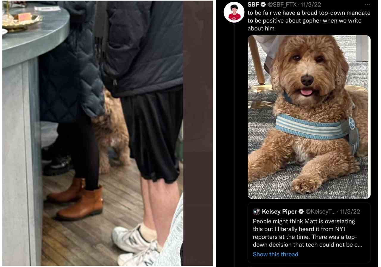 Caroline Ellison, CEO von Alameda Research, wurde Berichten zufolge in einem Café in Manhattan mit dem FTX-Hund „Gopher“ gesichtet