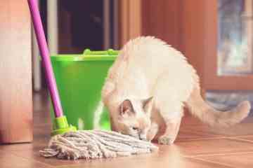 Seien Sie vorsichtig bei der Reinigung für Feriengäste, einige Methoden können Ihre Haustiere töten