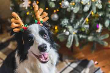 Dringende Warnung an Haustierbesitzer über Weihnachtsartikel, der „ernsthafte Probleme“ verursachen kann