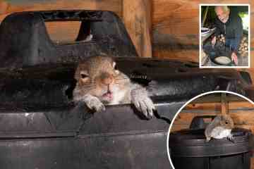 Eichhörnchen quetscht sich gerade aus dem Loch, das es in einem Gartenbehälterdeckel genagt hat