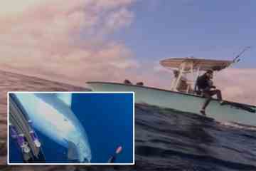 Der schauerliche Hilfeschrei eines Tauchers als der schnellste Hai der Welt im Schockvideo