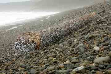 Sie könnten in der Nähe einer Goldmine mit seltenen Seepocken leben, die an der Küste angespült werden