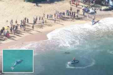 Hunderte von entsetzten Schwimmern mussten fliehen, als Haie Delfine jagten und töteten