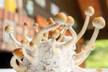 Magic Mushrooms könnten innerhalb von drei Jahren Depressionen heilen, sagen Experten
