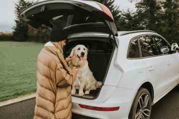 Dos and Don'ts beim Autofahren mit Hund im Kofferraum