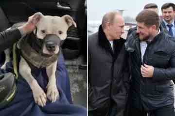 Von russischen Truppen gestohlener Hund kehrte beim Gefangenenaustausch in NYD in die Ukraine zurück
