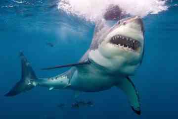 Taucher vor entsetzten Fischern von 19 Fuß großem Weißen Hai enthauptet