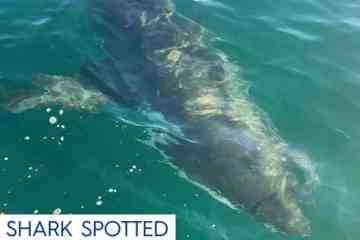 Ein riesiger 13-Fuß-Hai von der Größe eines Bootes, der in der Nähe des Strandes herumstreift, löst eine dringende Warnung aus