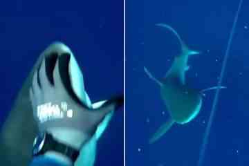 Unglaublicher Moment, in dem ein Taucher einen Hai mit dem linken Haken schlägt, während er mit einem Thunfisch ringt