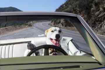 Ich bin Hundetrainer - wie Sie Ihrem Hündchen helfen können, sich an das Autofahren zu gewöhnen