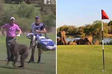 Zehnmal überfielen Tiere Golfplätze, von „Godzilla“-Alligatoren bis hin zu Pavianen