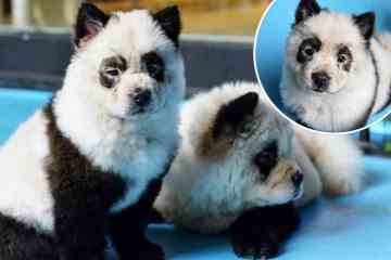 Chow-Chow-Welpen haben ihr Fell gefärbt, um wie Pandas auszusehen