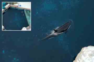 Der „einsamste Orca der Welt“ stirbt im Alter von 47 Jahren, nachdem er allein in einem „qualvollen“ winzigen Aquarium gelebt hat