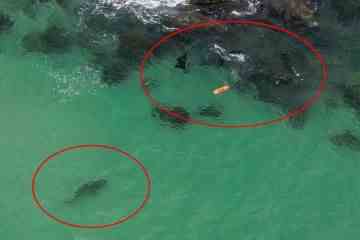Moment, in dem ein 2,5 m hoher Hai Schwimmer vor einem beliebten Strand in Horror-Drohnenaufnahmen verfolgt