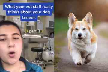 Ich bin Tierarzt - was wir WIRKLICH von Ihrer Hunderasse halten