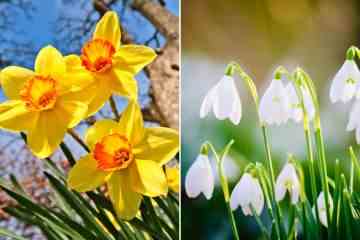 Die fünf giftigen Frühlingsblumen sollten Tierbesitzer in ihrem Garten absuchen