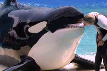 Der „einsamste Orca der Welt“ soll nach 50 Jahren Gefangenschaft „nach Hause zurückkehren“.