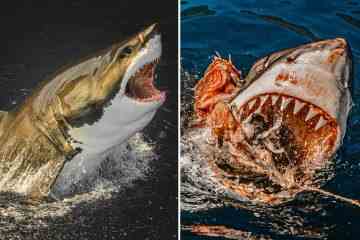 Schockfotos zeigen Weißen Hai, der blutige Zähne zeigt und aus dem Wasser springt
