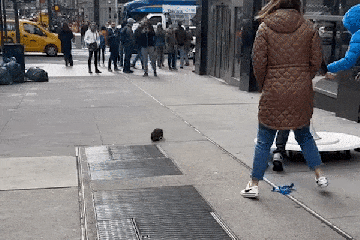 Ich habe eine Ratte von der Größe eines HUNDES entdeckt, die durch die Straßen streifte - und alle sagen dasselbe