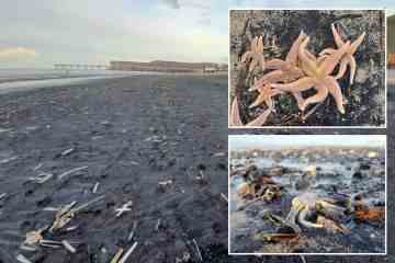 Küstenstadt „ruiniert“ von einem bizarren Schandfleck, der nach einem Sturm den Strand erobert