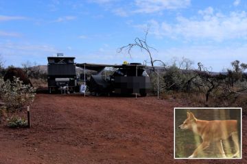 Junge, 2, von einem Dingo auf einem beliebten Campingplatz in Australien zerfleischt