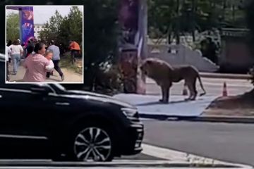 Löwen streifen durch den Parkplatz und schicken Touristen in die Flucht, nachdem sie aus dem Zirkus entkommen sind