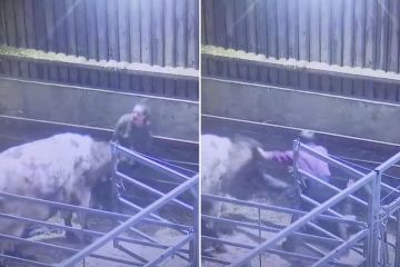 Schrecklicher Moment, in dem ein Bauer nur knapp davonkommt, von einer tobenden Kuh zertrampelt zu werden
