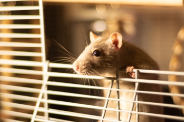 Von der Stubenreinhaltung einer Ratte bis hin zu einem Welpen, der um 4 Uhr morgens aufwacht – Ihre Haustierfragen werden beantwortet