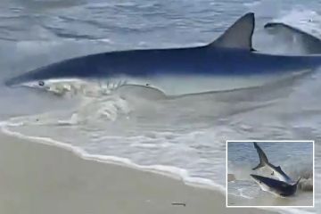 Horror-Moment Ein 2,10 m langer Hai wird an einem beliebten Strand im Urlaubs-Hotspot Großbritanniens an Land gespült