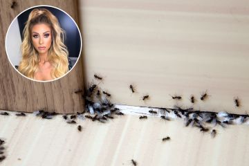 Fans von Gardening Mrs Hinch haben die cleveren Tricks verraten, um lästige Ameisen zu vertreiben