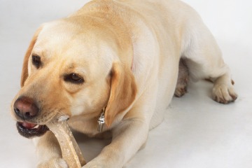 Dringende Warnung des Tierarztes an Hundebesitzer über 4 Spielzeuge, die Sie Ihren Haustieren NIEMALS geben dürfen