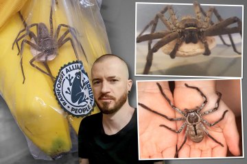 Ich habe die größte Spinne der Welt mit riesigem Beutel in meinen Bananen aus dem Supermarkt gefunden