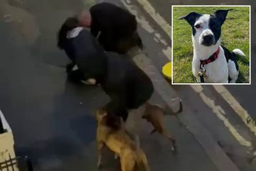 Hund wird von zwei riesigen „Pitbulls“ vor der Haustür des Besitzers zu Tode geprügelt