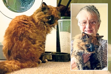 Meine Katze könnte die älteste Moggie der Welt sein – hier ist das Geheimnis ihres langen Lebens