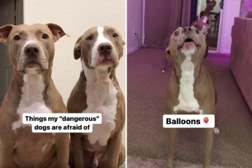 Ich habe zwei Hunde einer „gefährlichen“ Rasse – sie haben Angst vor den albernsten Dingen