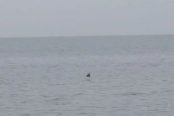Riesiger „Hai“ in der Nähe von Paddleboardern und Schwimmern vor britischem Strand gesichtet