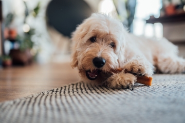 Dringende Warnung des Tierarztes vor Hundesnacks, die zu lebensbedrohlichen Krankheiten führen können