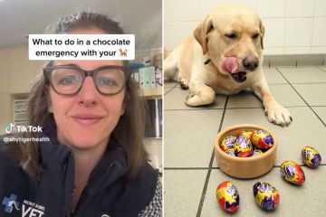 Ich bin Tierarzt – hier erfahren Sie, was Hundebesitzer im Schokoladen-Notfall zuerst tun müssen
