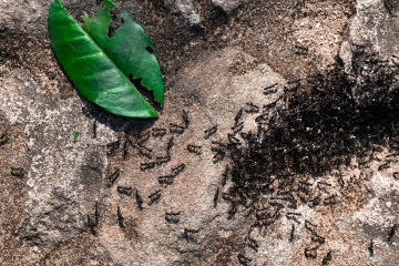 Ich bin ein Gartengenie – der 29p-Hack vertreibt Ameisen aus Ihrem Garten 