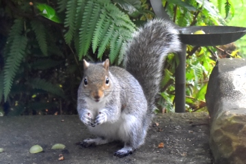Ich bin ein Gartengenie – wie Sie verhindern können, dass Eichhörnchen Ihren Garten verwüsten