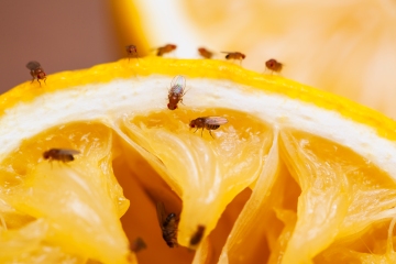 Experte verrät, wie man lästige Fruchtfliegen mit den wichtigsten Utensilien aus dem Schrank vertreibt