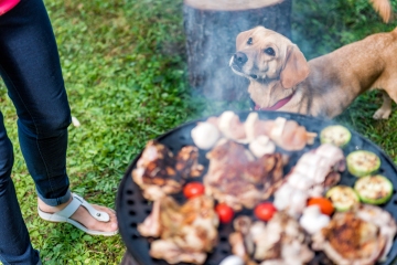 Eindringliche Warnung an Hundebesitzer vor den großen Gefahren für Ihre Haustiere im Sommer