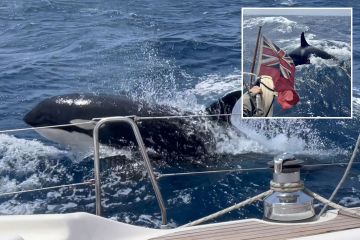 Schrecklicher Moment: Eine Gruppe Killerwale versucht, das Boot britischer Touristen zu VERSENKEN