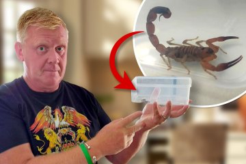 Ich habe eine Grusel-Krabbel-Phobie und habe in meinem Koffer einen Skorpion gefunden