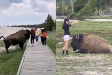 Rücksichtslose Touristen wurden von wütenden Bisons fast aufgespießt, während sie Selfies mit Tieren machten
