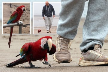 Wir gehen jeden Tag mit unserem Papagei am Strand spazieren – die Leute halten uns für Bananen
