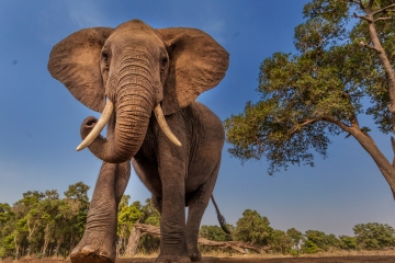 Safari-Ranger von Elefanten zu Tode getrampelt, nachdem er aus dem Naturschutzgebiet entkommen war