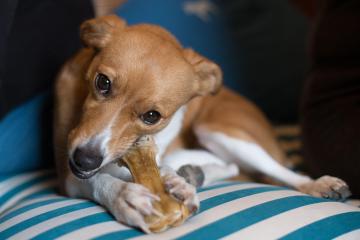 Dringende Warnung vor Leckereien für Hunde kann im Magen des Welpen bis auf das Vierfache seiner Größe anschwellen