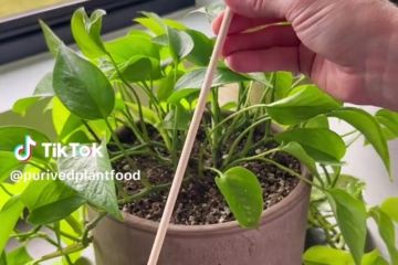 Wie die „Stäbchenmethode“ der Schlüssel dazu ist, das Absterben Ihrer Zimmerpflanzen zu verhindern
