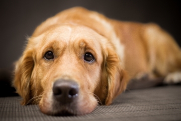 Warnung des Tierarztes an Hundebesitzer vor wenig bekannten Anzeichen dafür, dass Ihr Haustier starke Schmerzen hat